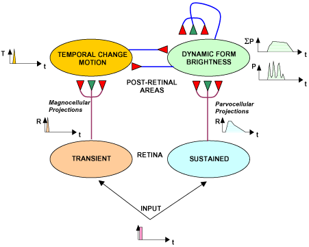 RECOD (REtino-Cortical Dynamics) model